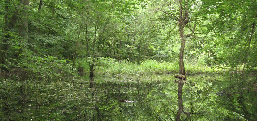 Natur satt - Artenvielfalt auf engstem Raum